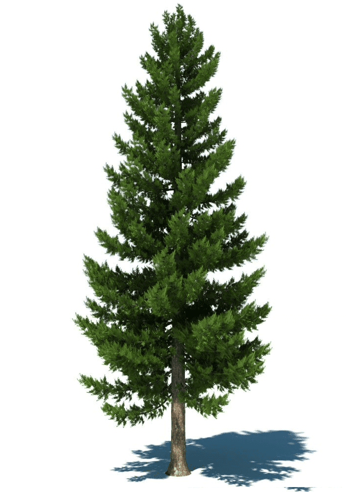 Pine Tree clipart 7