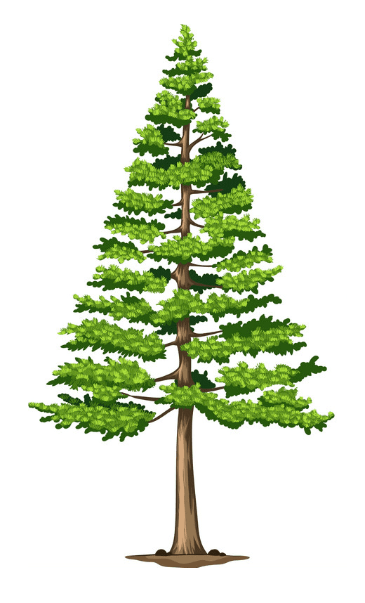 Pine Tree clipart free 1