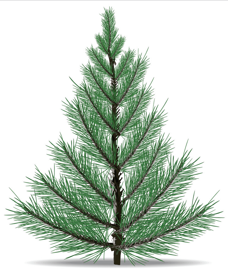 Pine Tree clipart free 5