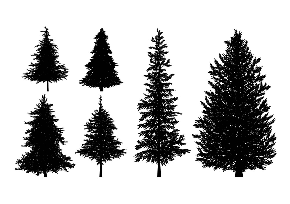 Pine Trees Silhouette clipart