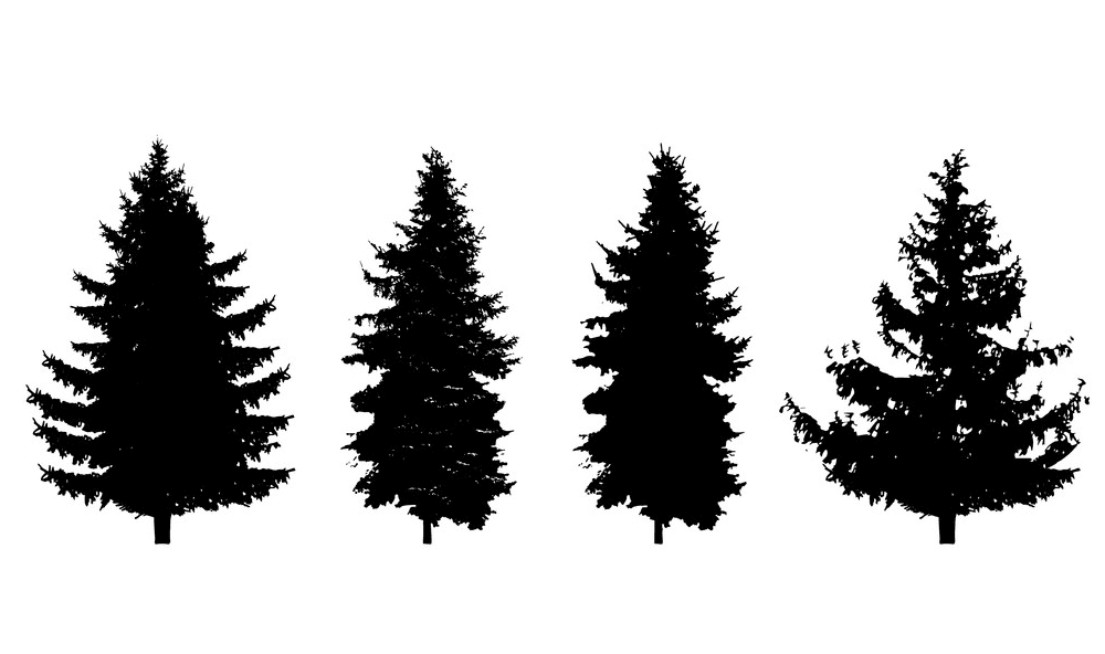 Pine Trees Silhouette picture