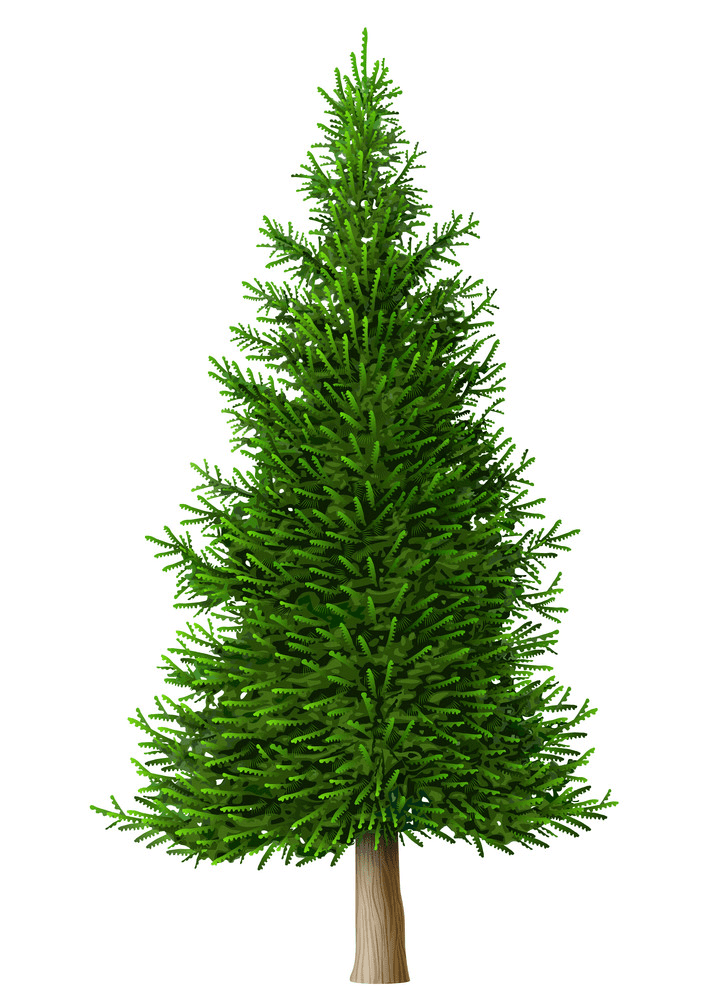 Realistic Pine Tree clipart free