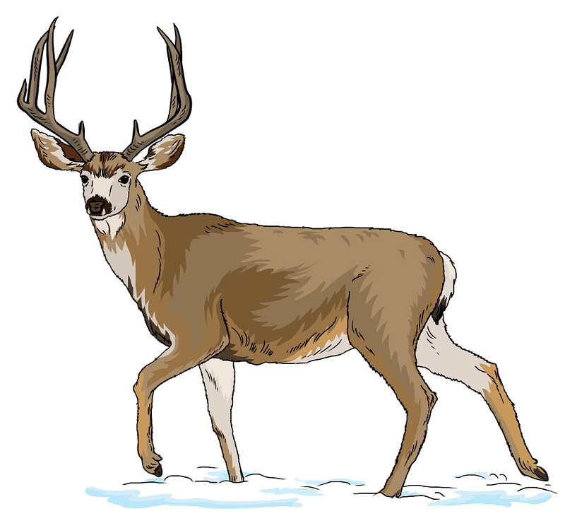 A Deer clipart transparent background