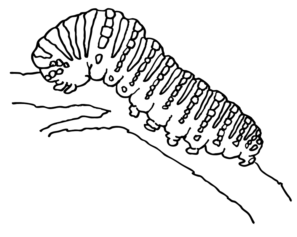 Caterpillar Clipart Black and White free