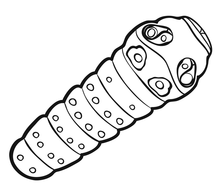 Caterpillar Clipart Black and White image