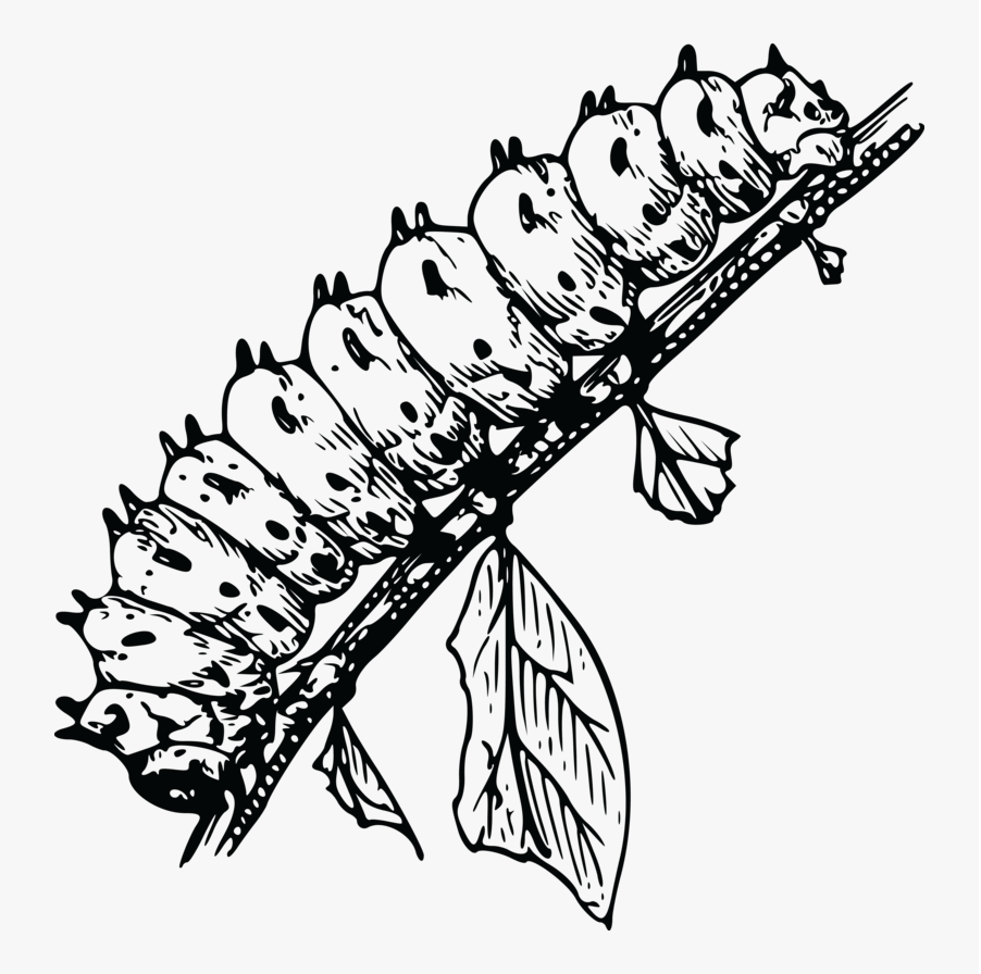 Caterpillar Clipart Black and White images