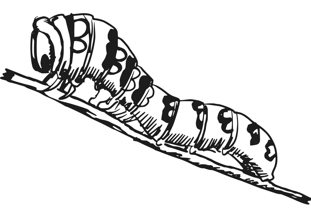 Caterpillar Clipart Black and White png