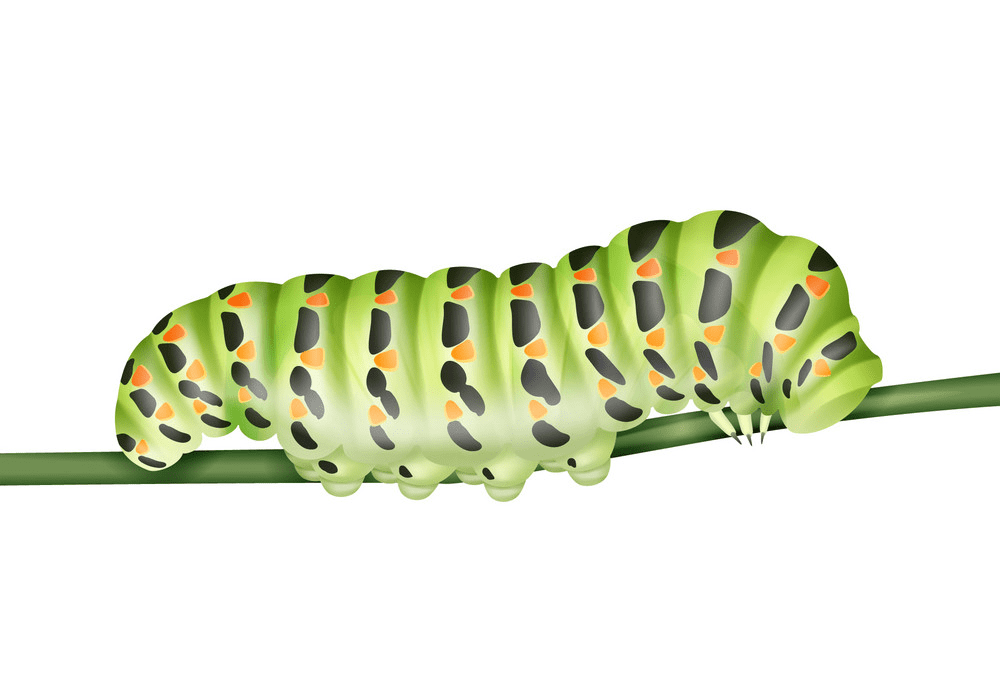 Caterpillar clipart image