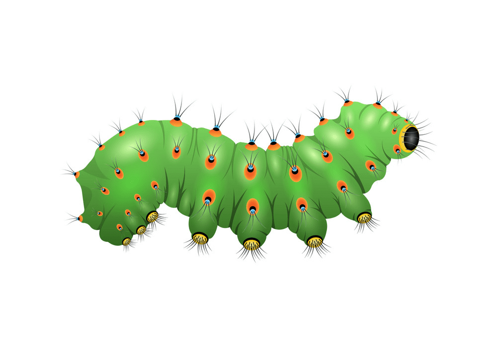 Caterpillar clipart png