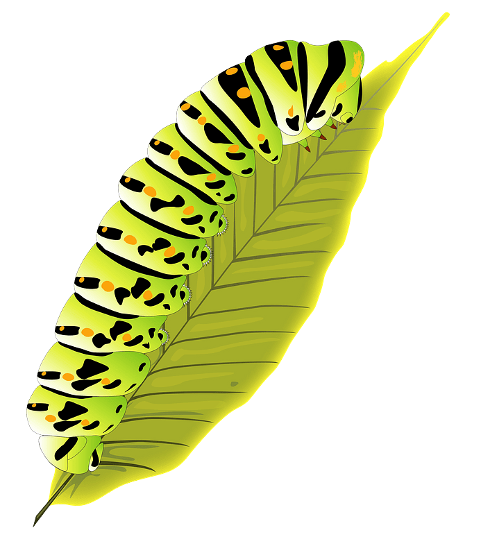 Caterpillar clipart transparent background 13