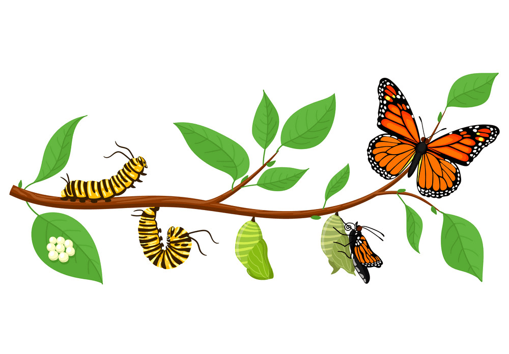 Caterpillar to Butterfly clipart images