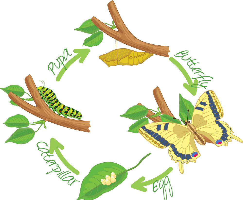 Caterpillar to Butterfly clipart png image