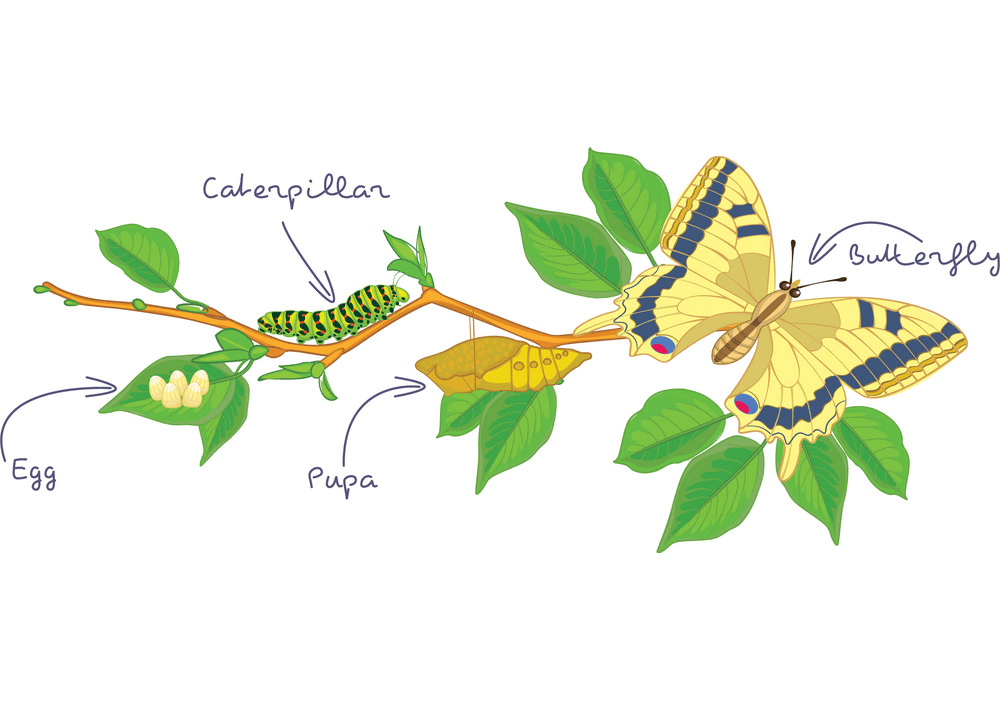 Caterpillar to Butterfly clipart png images