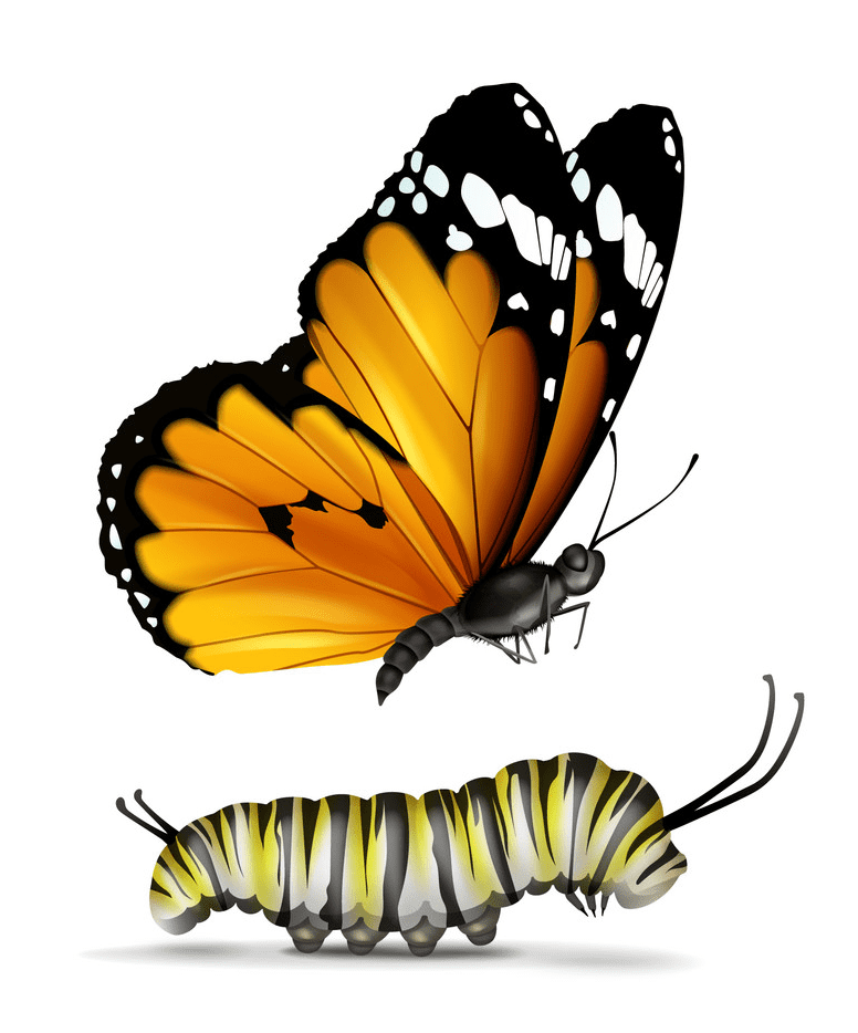 Caterpillar to Butterfly clipart