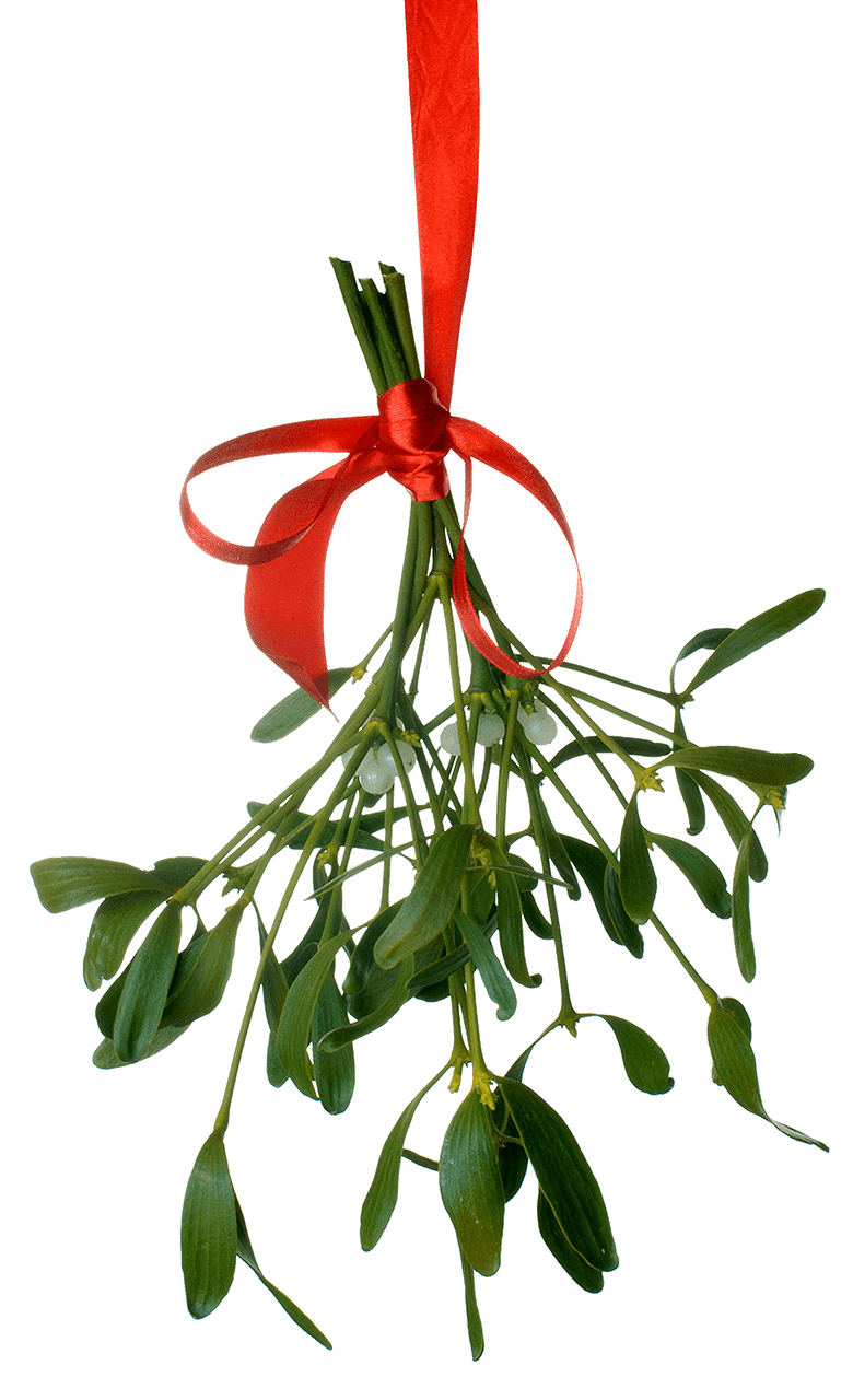 Clipart Mistletoe 4