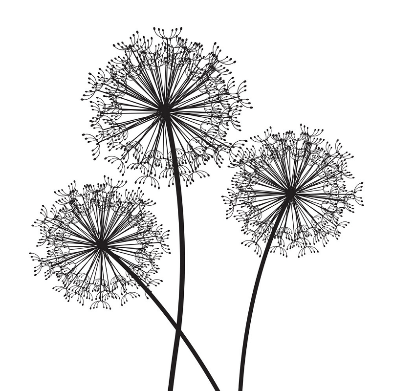 Dandelion Clipart Black and White 1