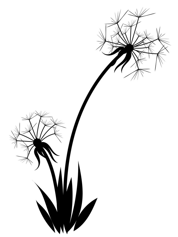 Dandelion Clipart Black and White 2