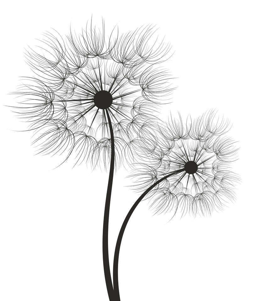 Dandelion Clipart Black and White 5