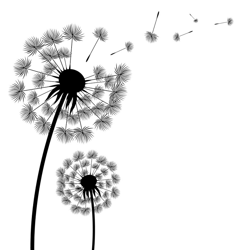 Dandelion Clipart Black and White free image