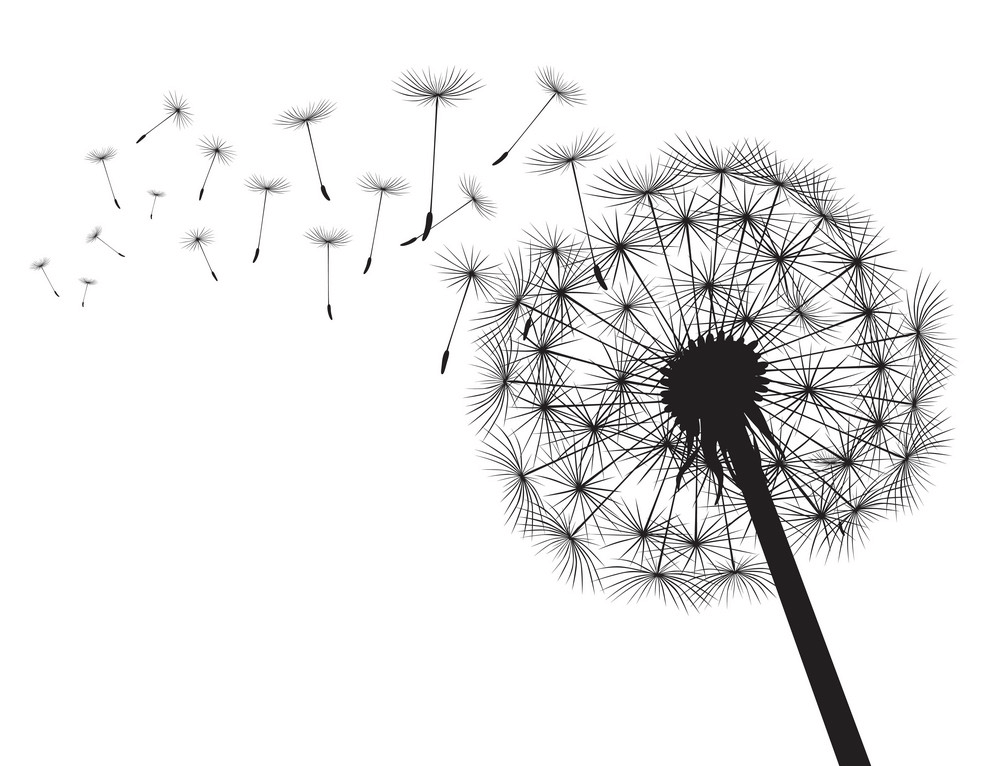 Dandelion Clipart Black and White free images