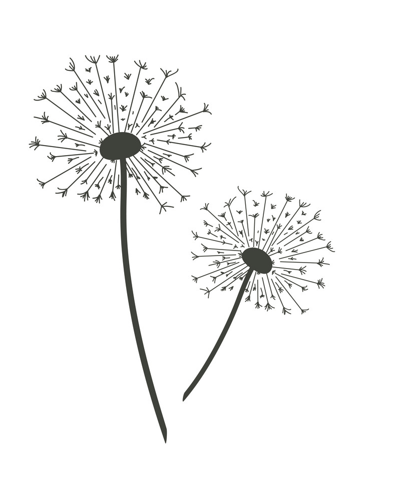 Dandelion Clipart Black and White image