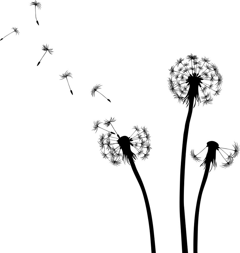 Dandelion Clipart Black and White images