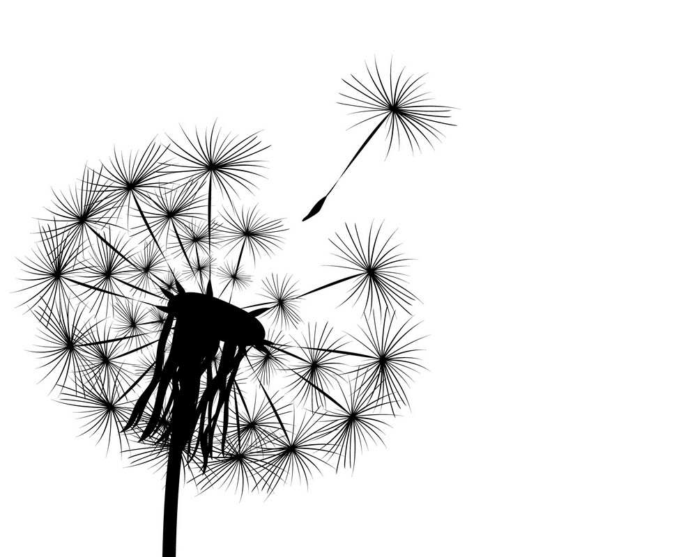 Dandelion Clipart Black and White png image