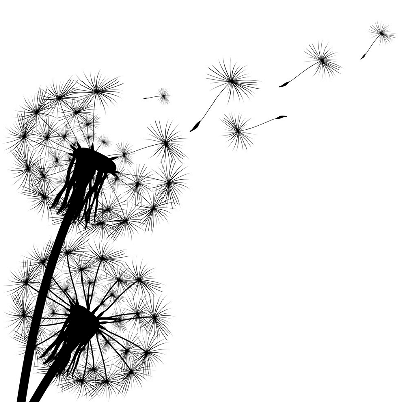 Dandelion Clipart Black and White png images