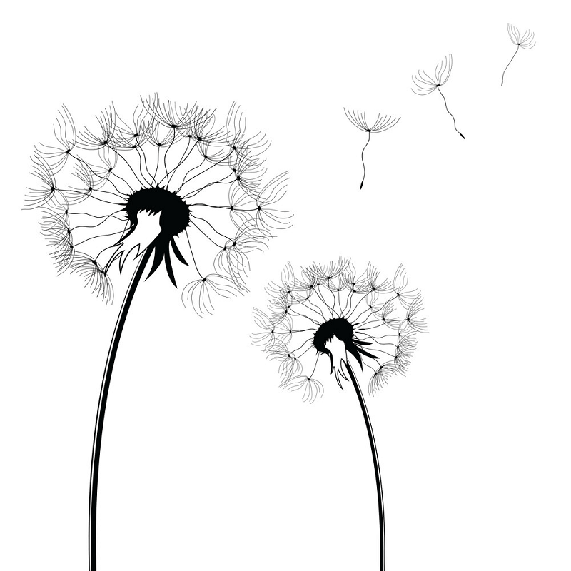 Dandelion Clipart Black and White png