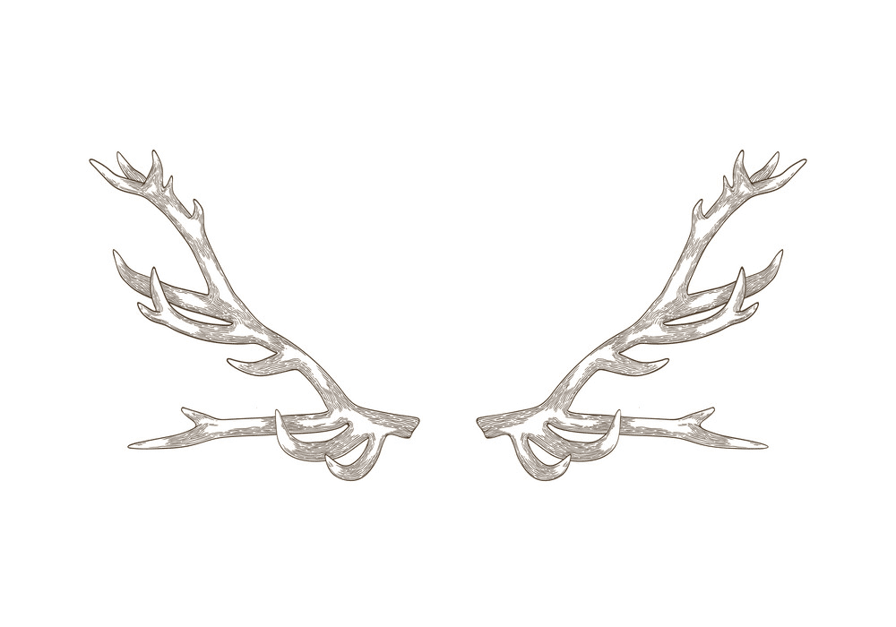 Deer Antlers clip art png