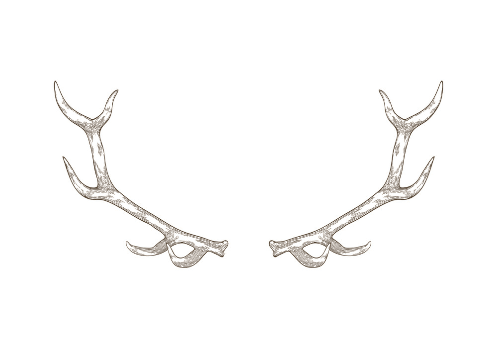 Deer Antlers clip art