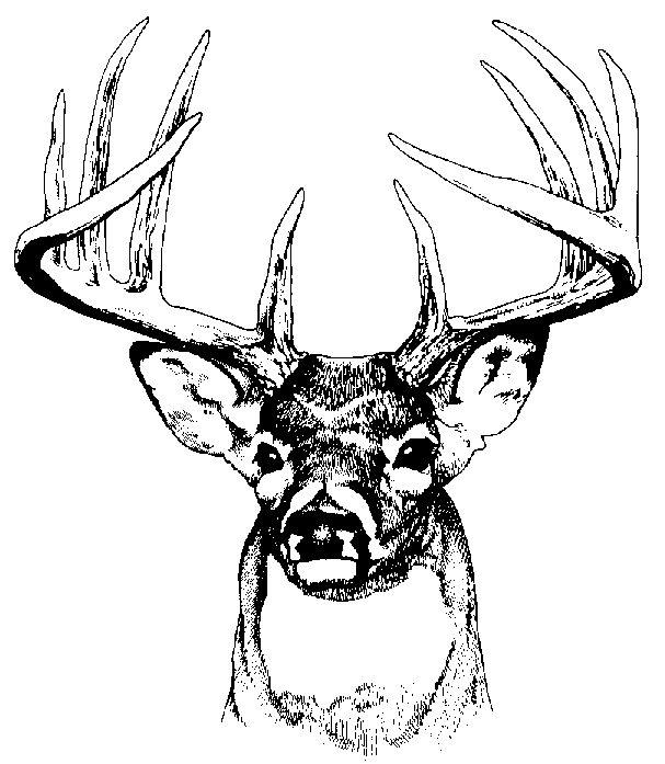 Deer Black and White clipart images