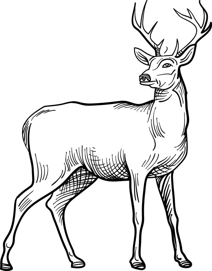 Deer Black and White clipart png free