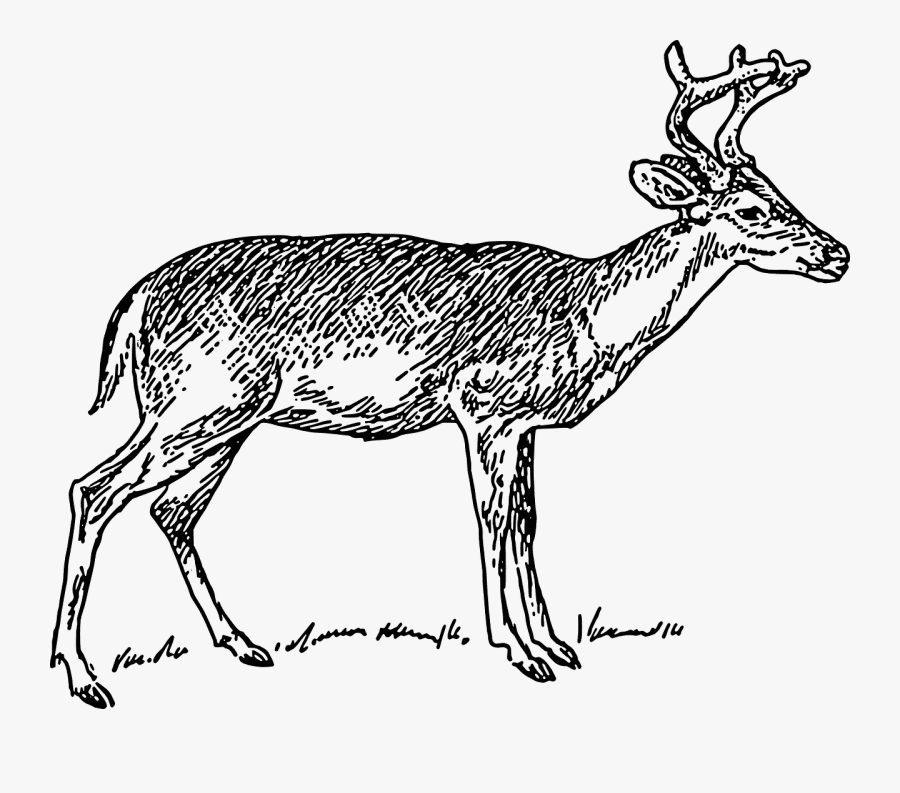 Deer Clipart Black and White png images