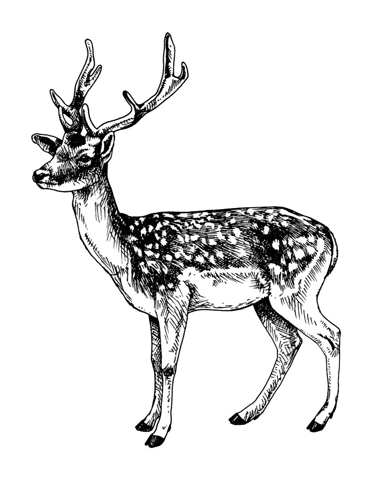 Deer Clipart Black and White png