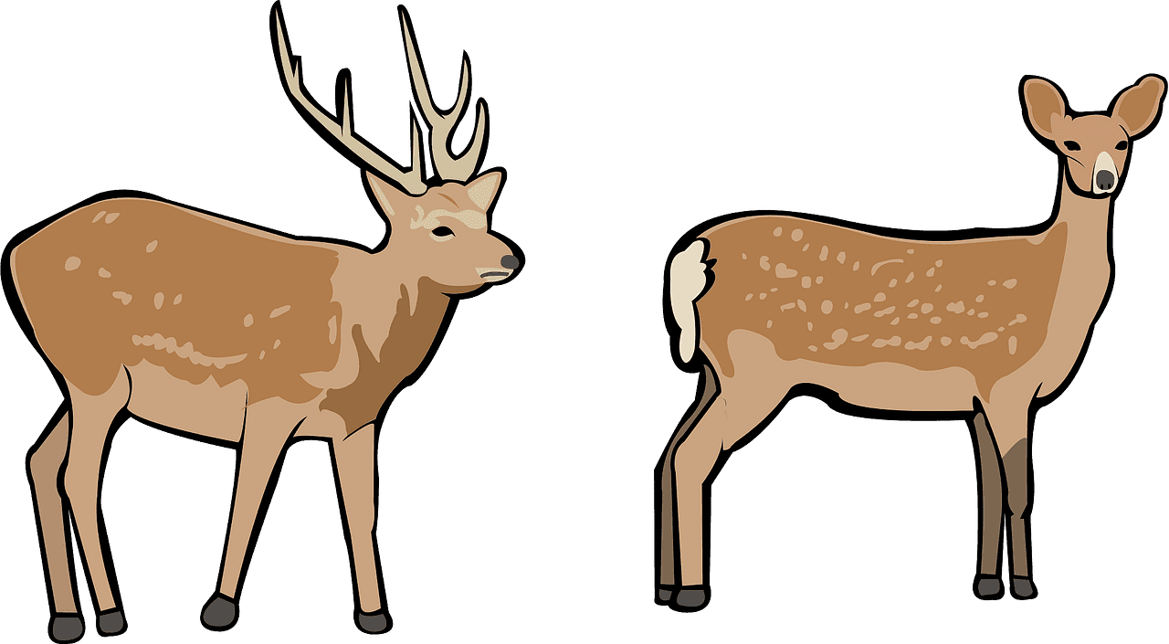 Deers clipart transparent background