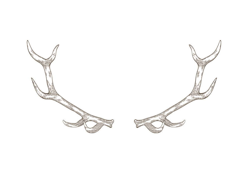 Download Deer Antlers clipart for free