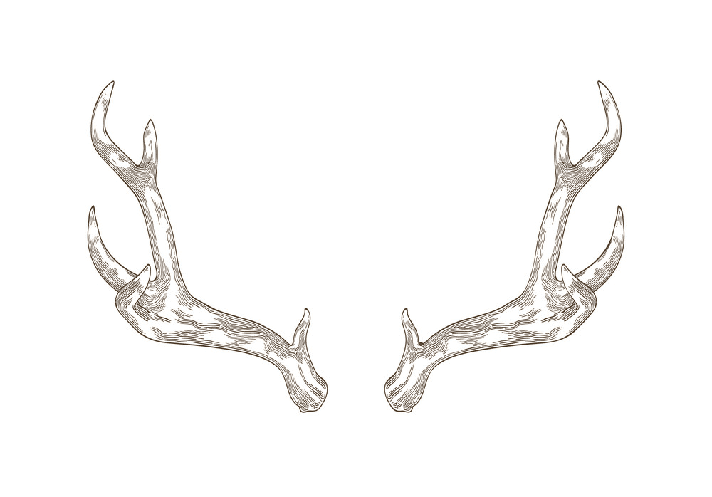Download Deer Antlers clipart