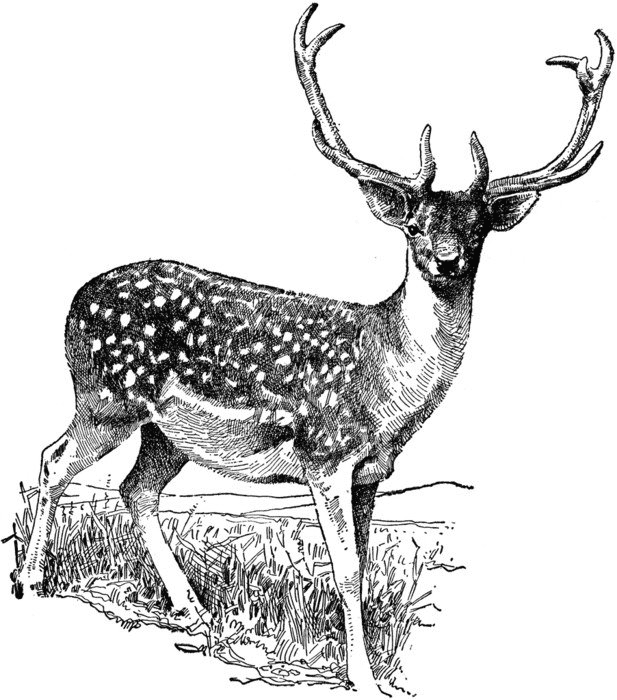 Download Deer Clipart Black and White