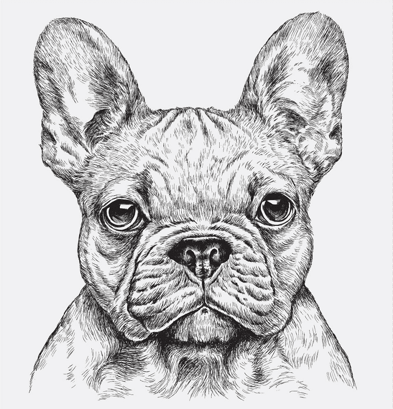 Download French Bulldog clipart for free