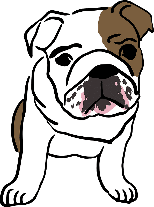 English Bulldog clipart transparent background