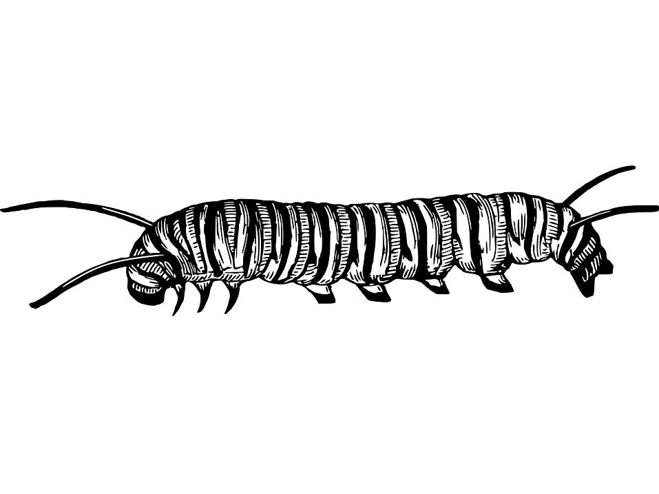 Free Caterpillar Clipart Black and White