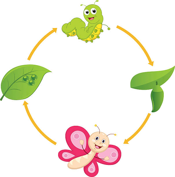 Free Caterpillar to Butterfly clipart