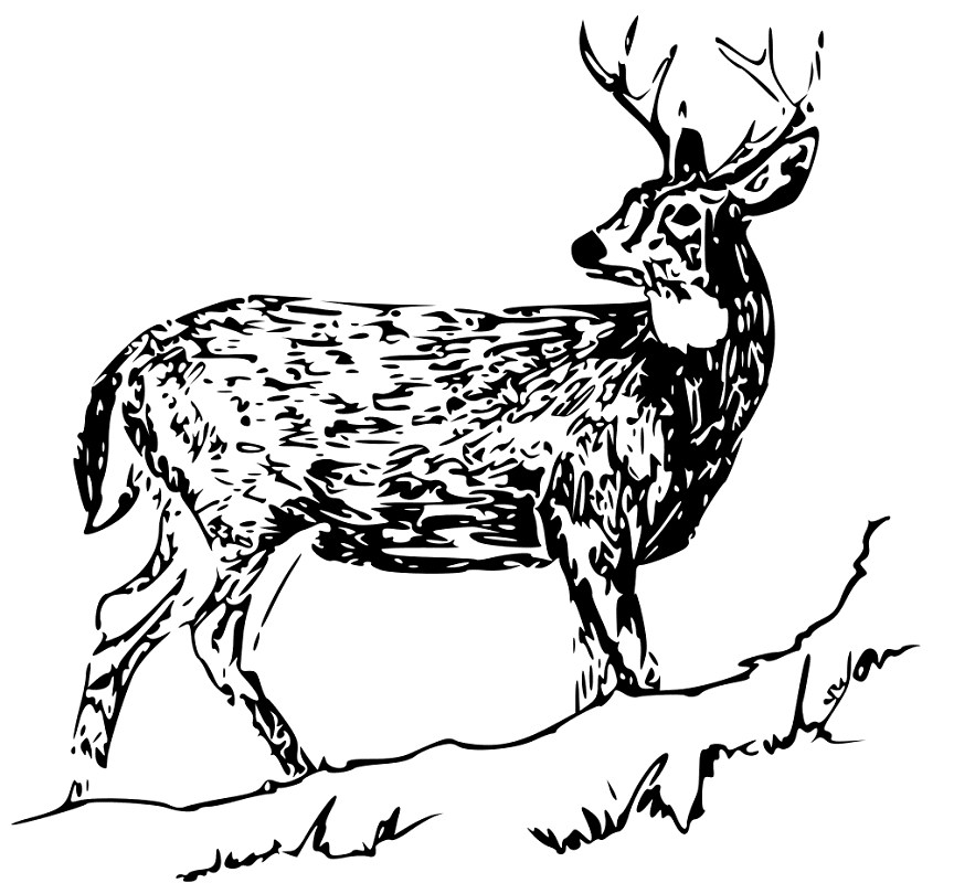 Free Deer Clipart Black and White