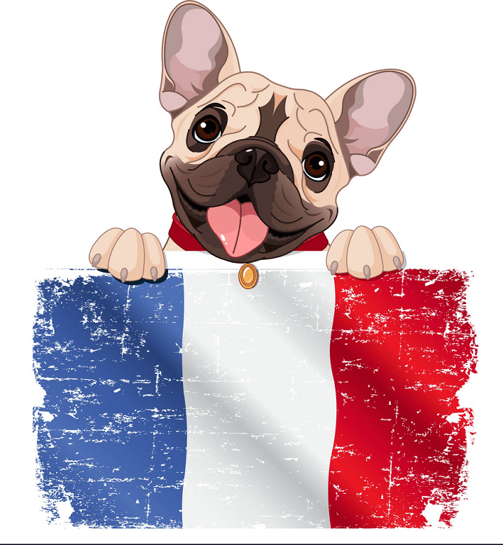Free French Bulldog clipart image