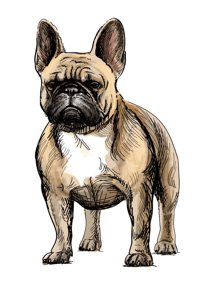 French Bulldog clipart png download
