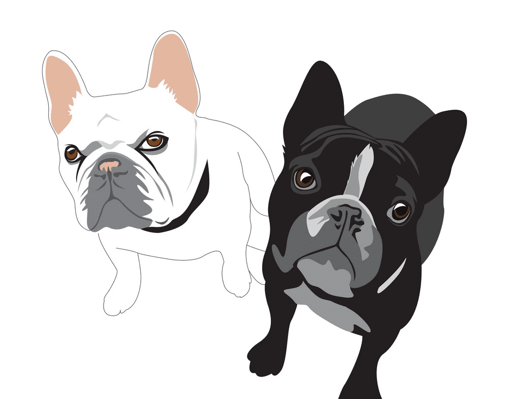 French Bulldogs clipart