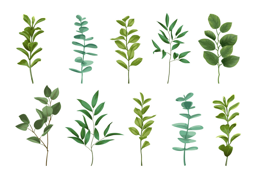 Greenery clipart 9