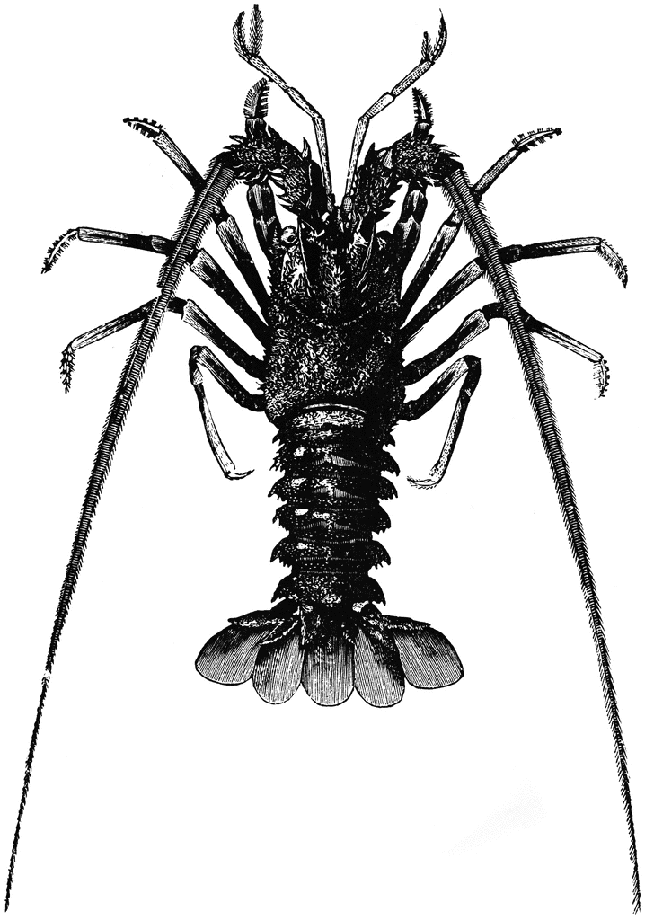 Lobster Clipart Black and White free image