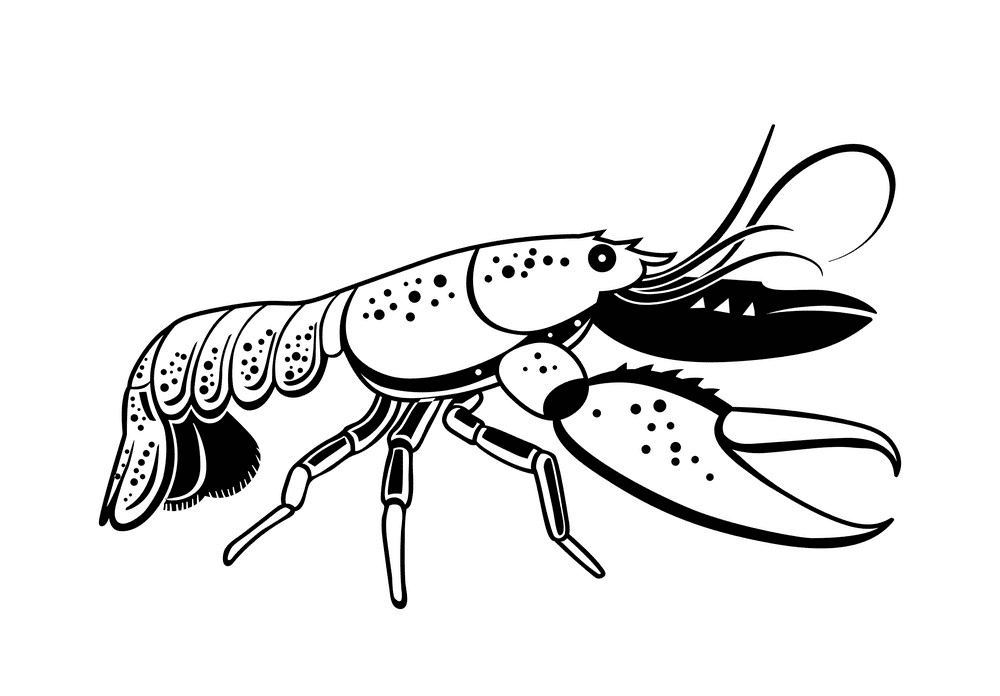 Lobster Clipart Black and White free